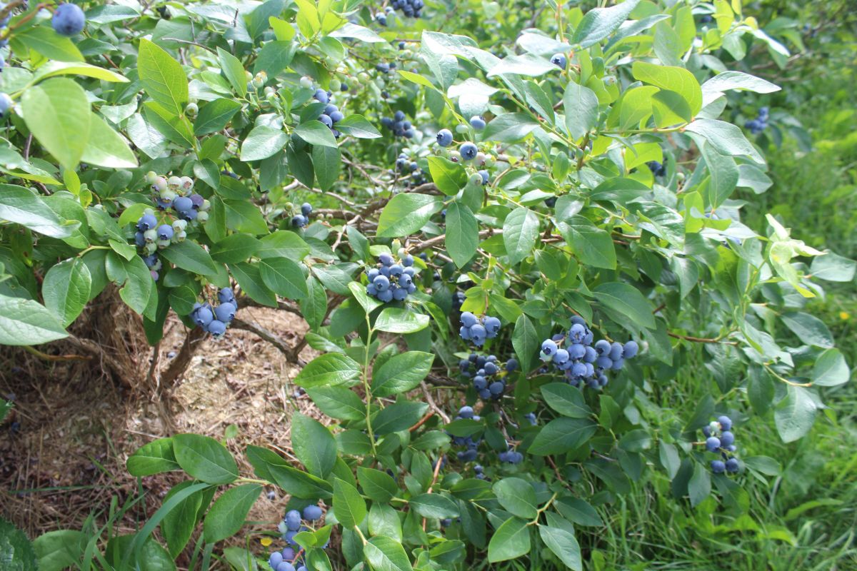 Plants de Bleuets Cantons-de-l'Est