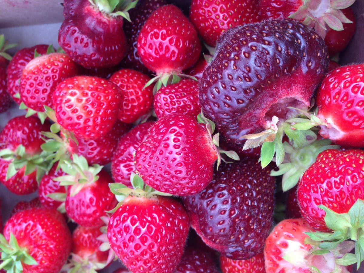 Le Jardin Fruitier, autocueillette, fraises, framboises, bleuets, mûres