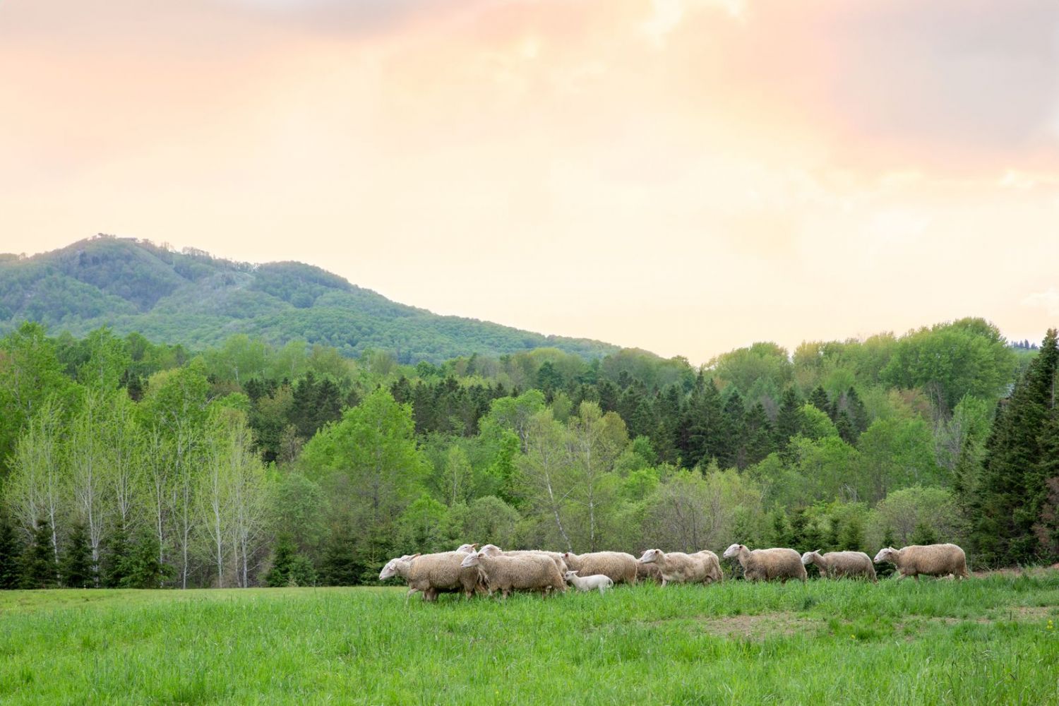 Brebis de Bromont