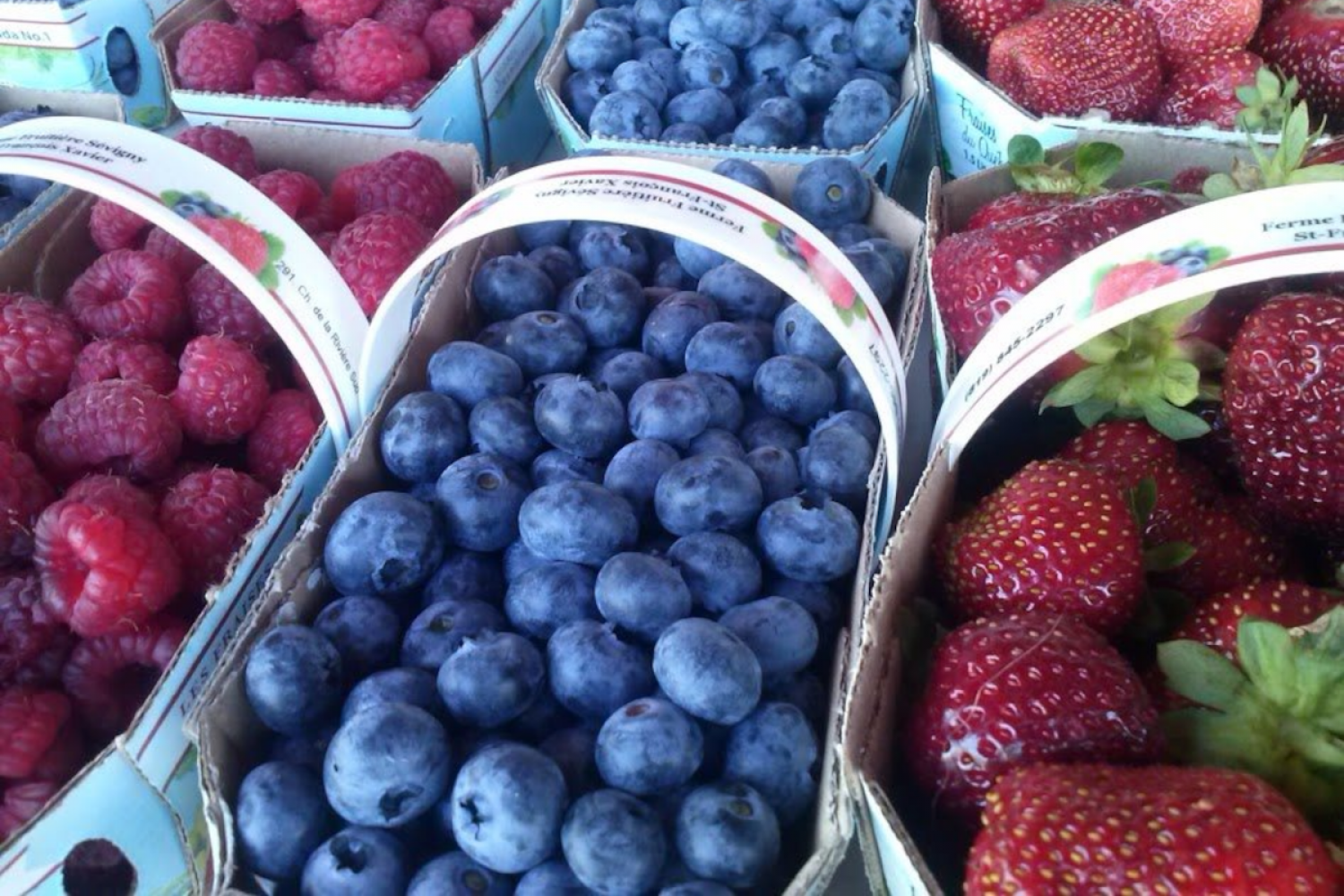 Ferme Fruitière Sévigny, autocueillette, fraise, framboise, bleuet, groseille