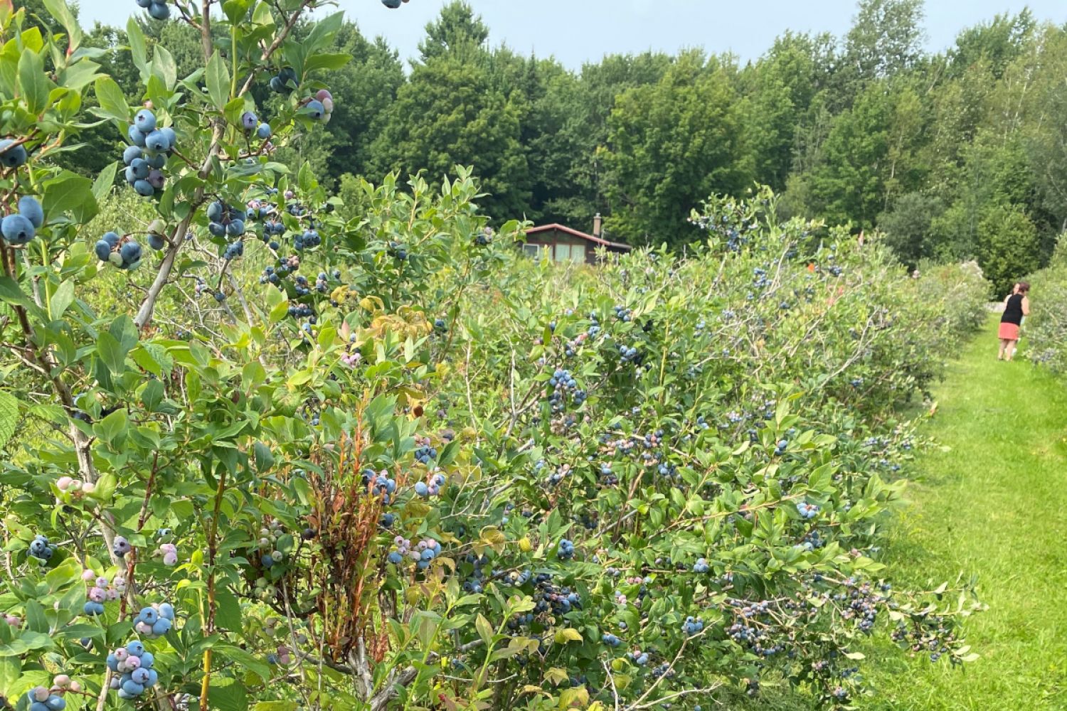 Les Jardins 614, bleuet, framboise, mûre