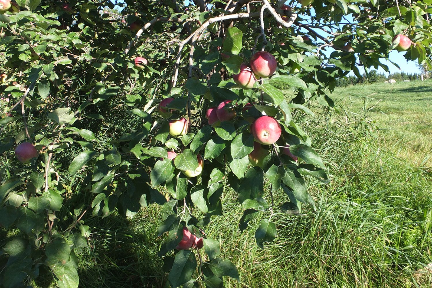 Pommes biologiques - épicerie associative Envie de Saveurs