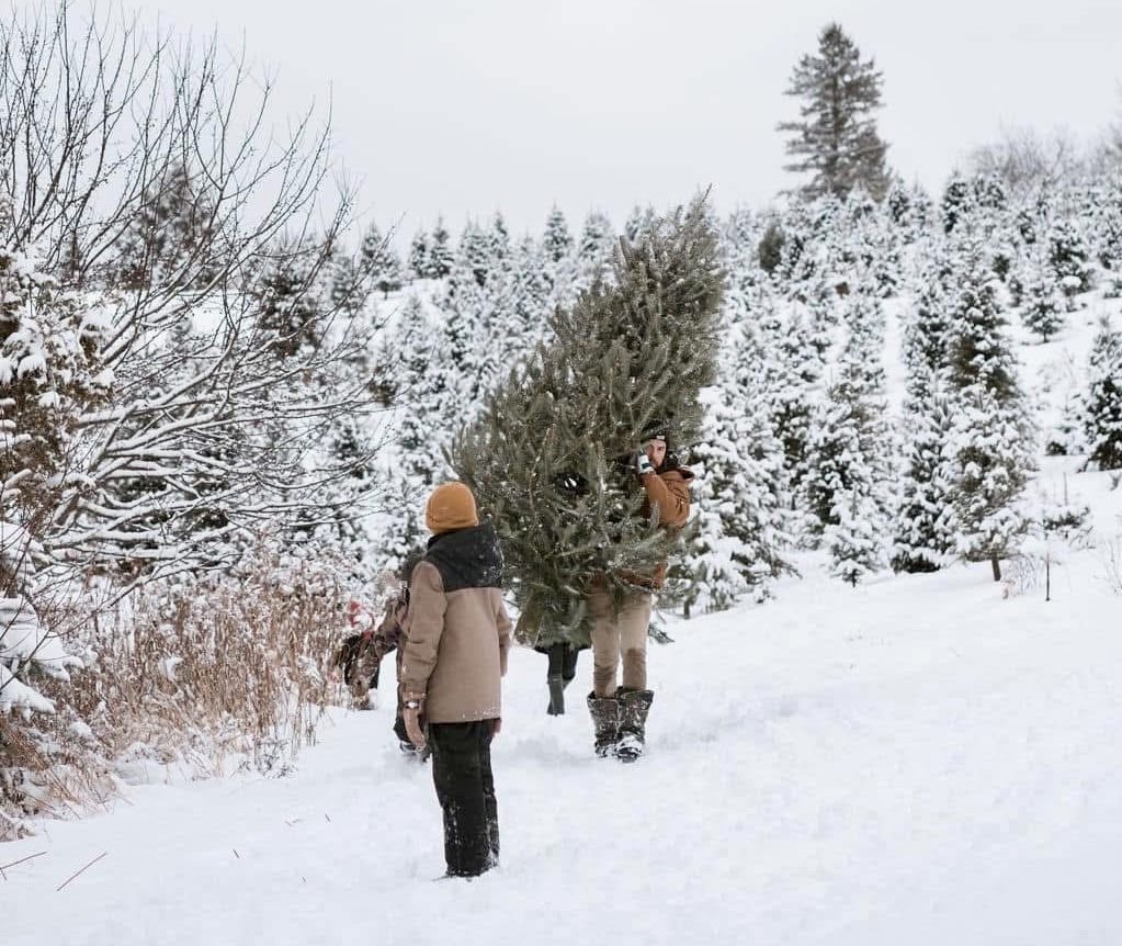 Deux personnes en hiver qui cueille leur arbre de Noël en forêt.