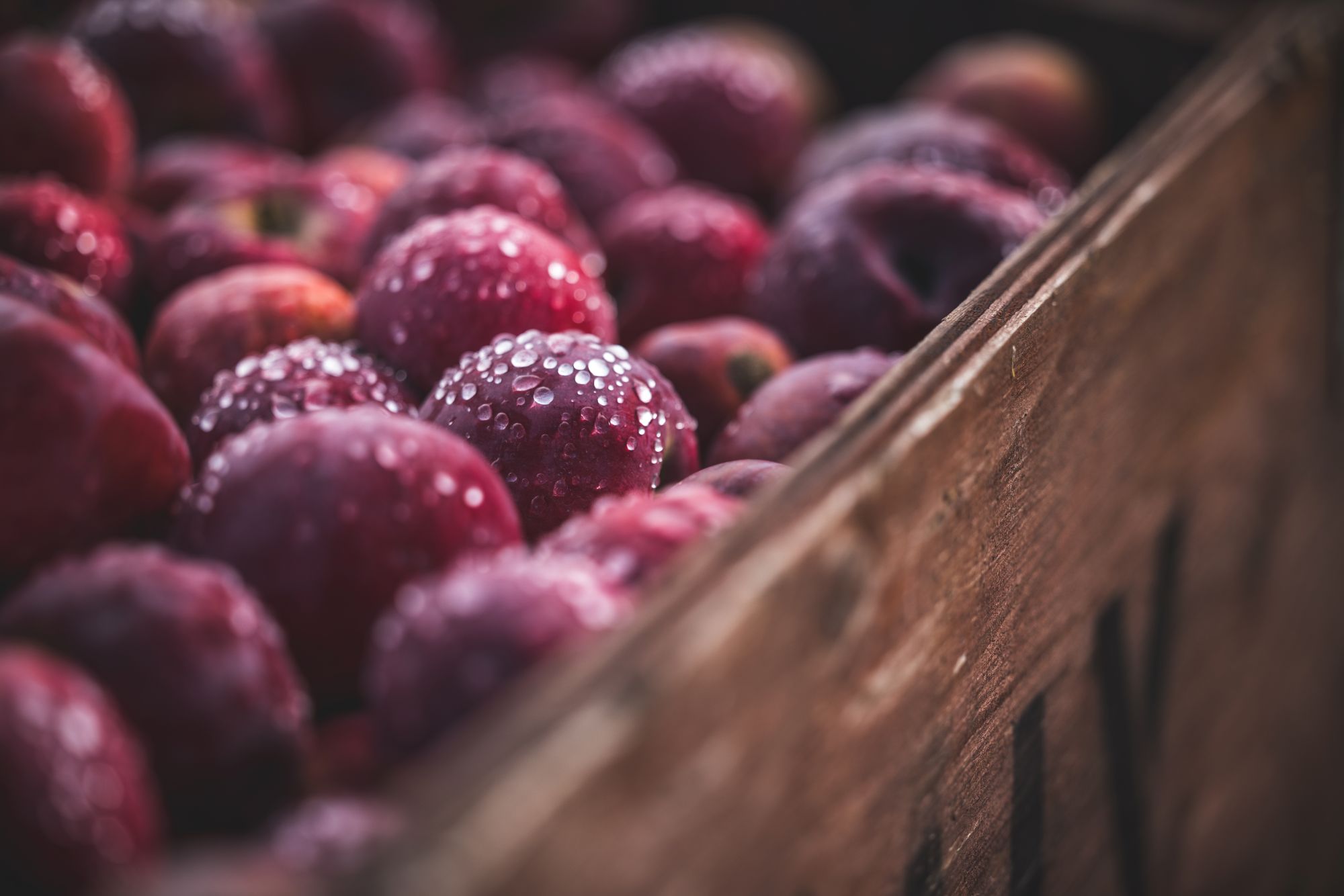 yankaczynski 38 Cidres des Cantons - Créateurs de Saveurs des Cantons-de-l'Est
