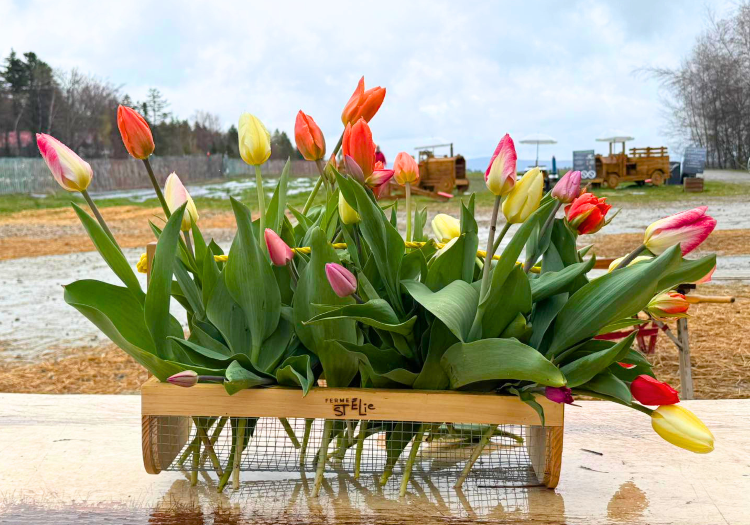 tulipes dans un panier à l'extérieur