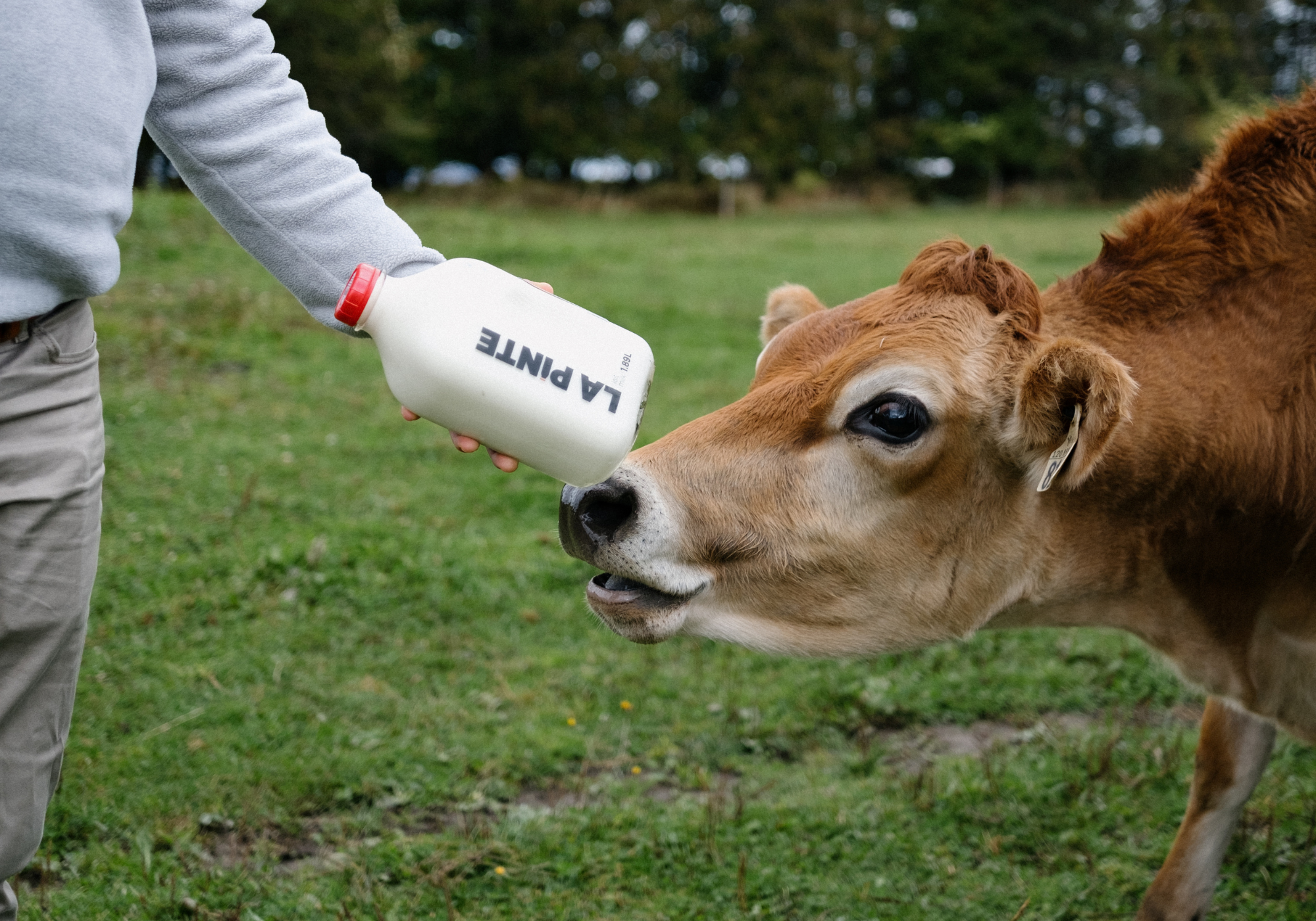 vache au pâturage avec une pinte de lait en vitre