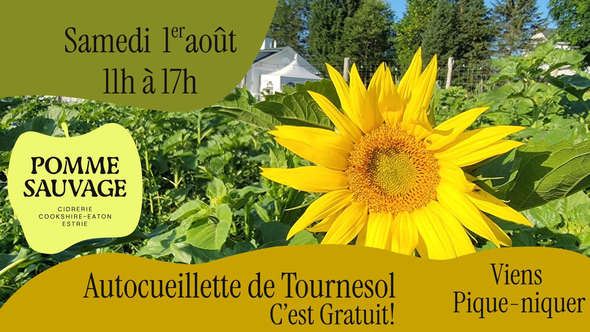 fleur de tournesol dans un champ