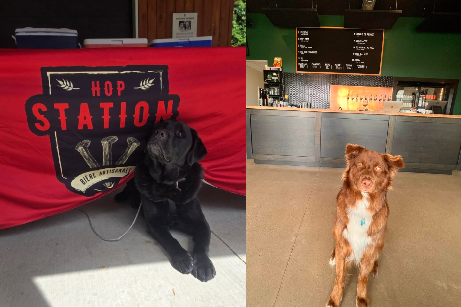 2 chiens à des microbrasseries