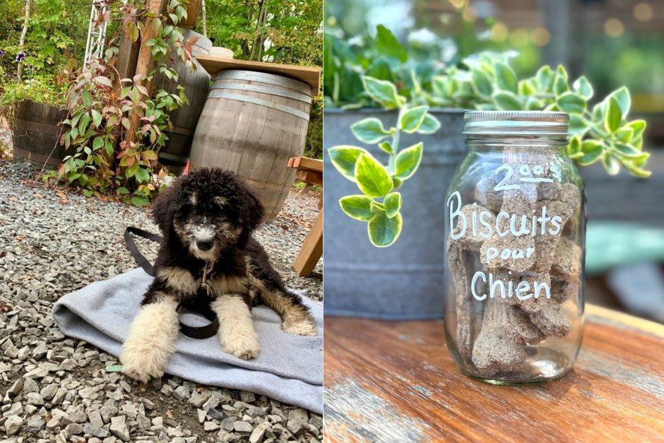 chien sur terrasse et pot de gâteries pour chien